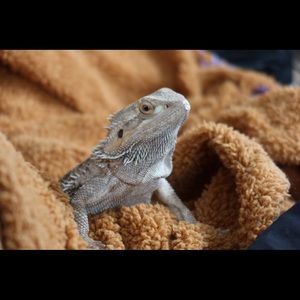 Meet your Posher, Leroy